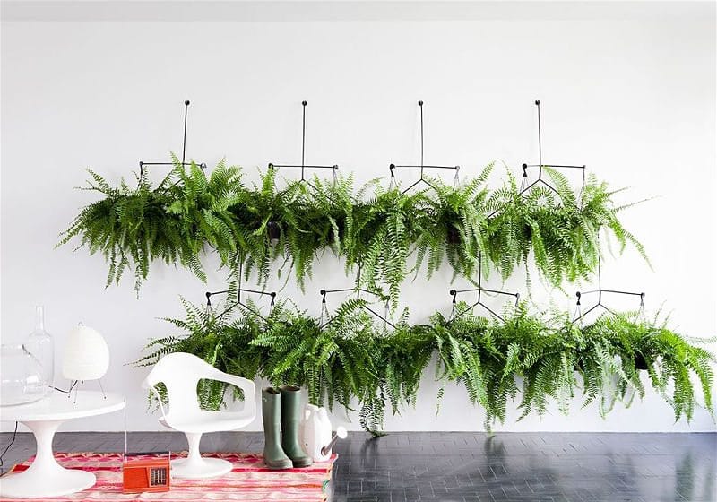 decoração com samambaia