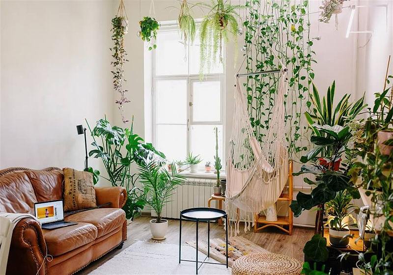 plantas suspensas