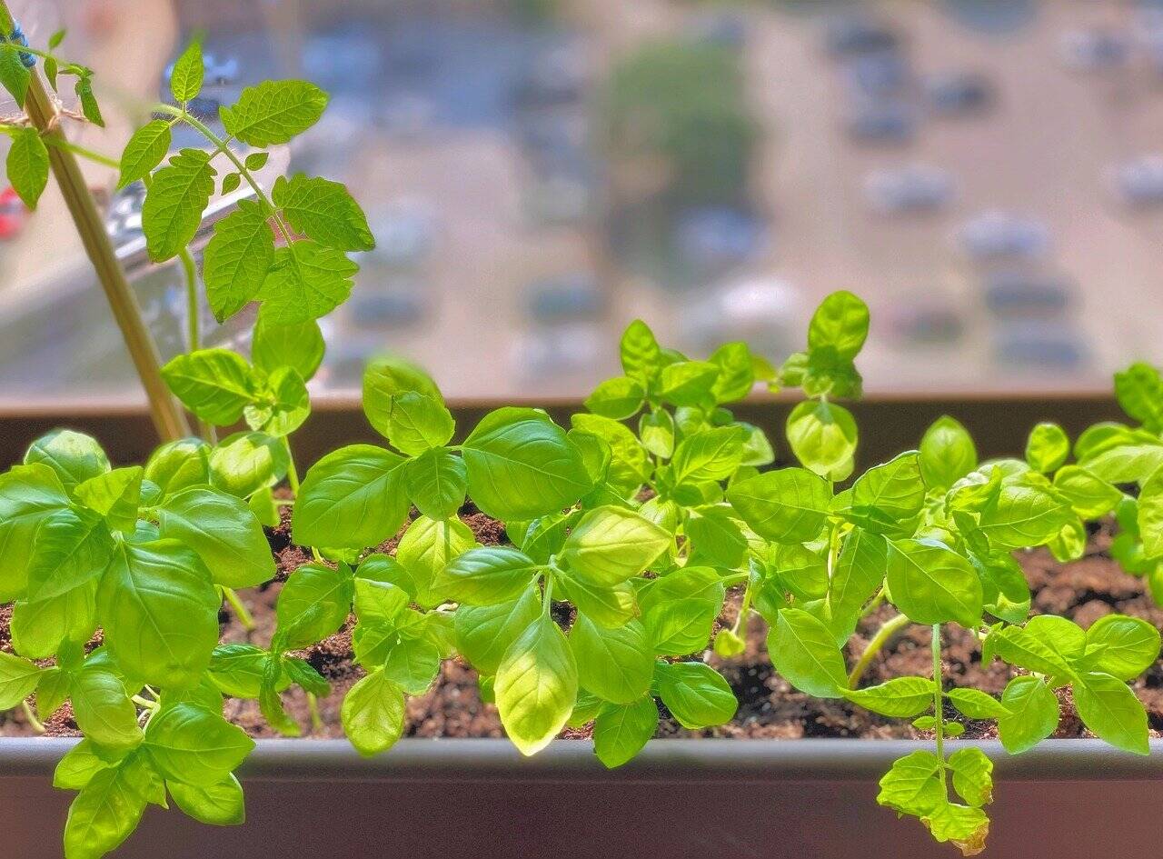Manjericão plantado na varanda de um apartamento
