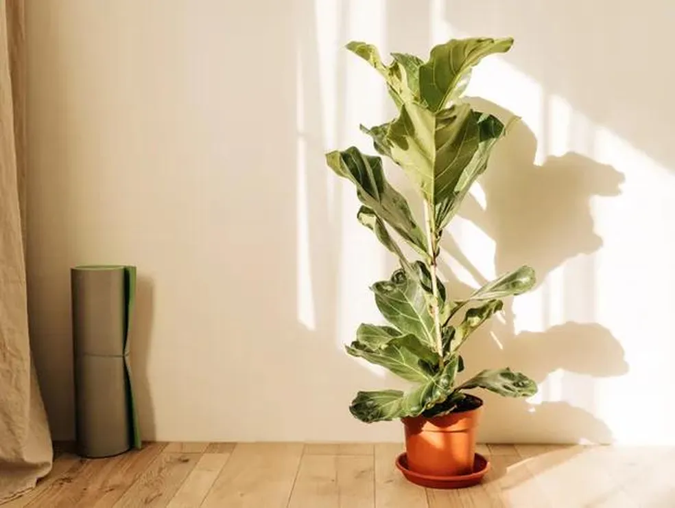 Ficus-lira decorando a varanda
