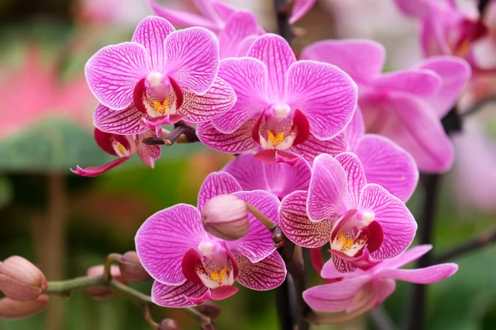 orquídea roxa