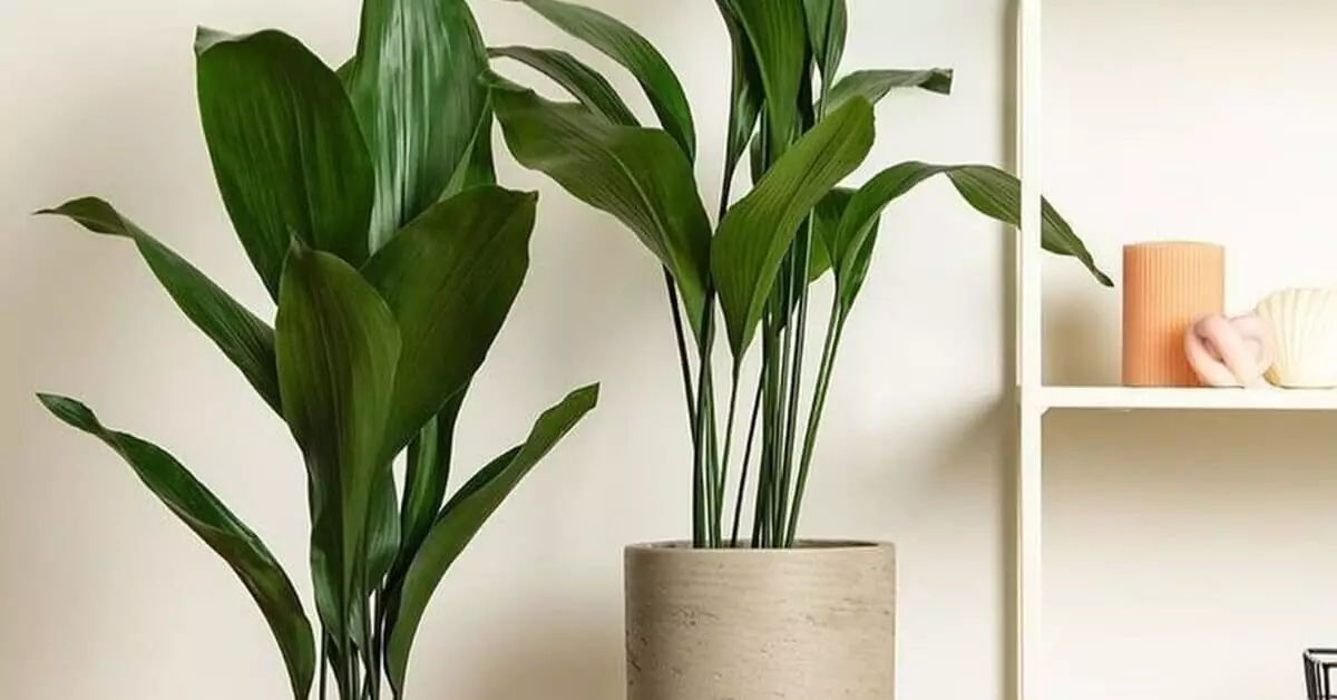 Aspidistra em vasos sofisticados decorando a lavanda
