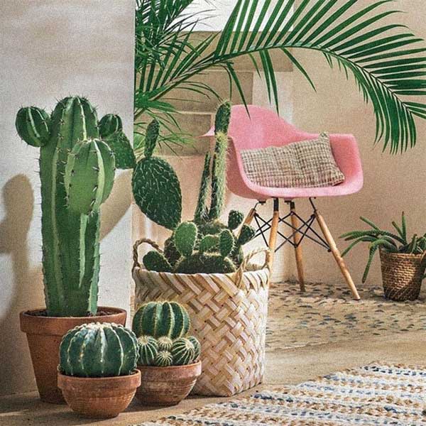 cactos na decoração da varanda ao lado de uma cadeira eames