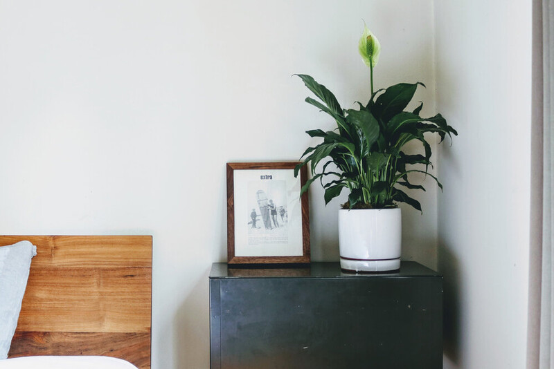Planta em vaso ao lado de uma moldura na mesa de cabeceira